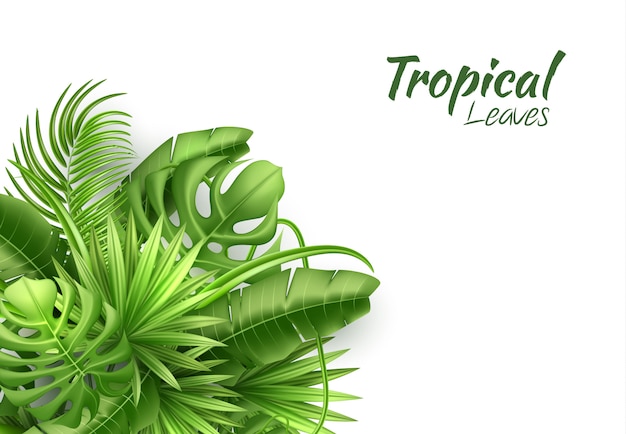 Vector realistic tropical leaves exotic vacation