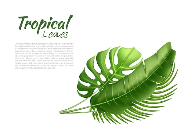 Vector realistic tropical leaves exotic vacation