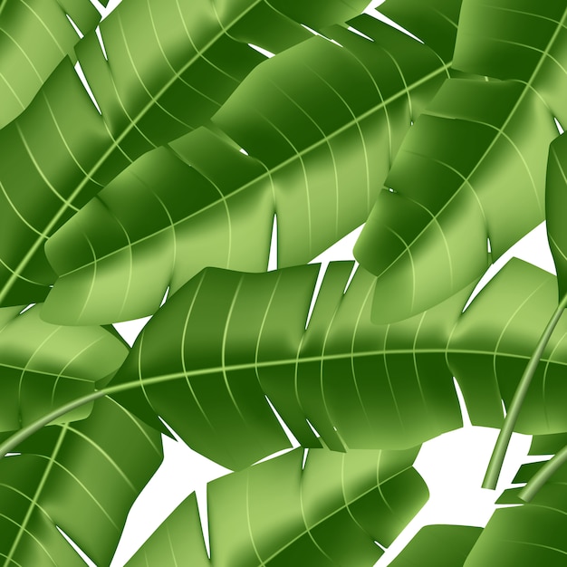 Vector realistic tropical leaves exotic vacation