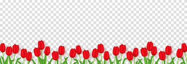 Vector realistic tulips png. Red tulips png. Festive banner with tulips. Flower, plant. Tulips png.