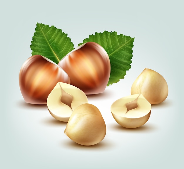 Vector realistic whole and peeled hazelnuts with leaves side view isolated on background