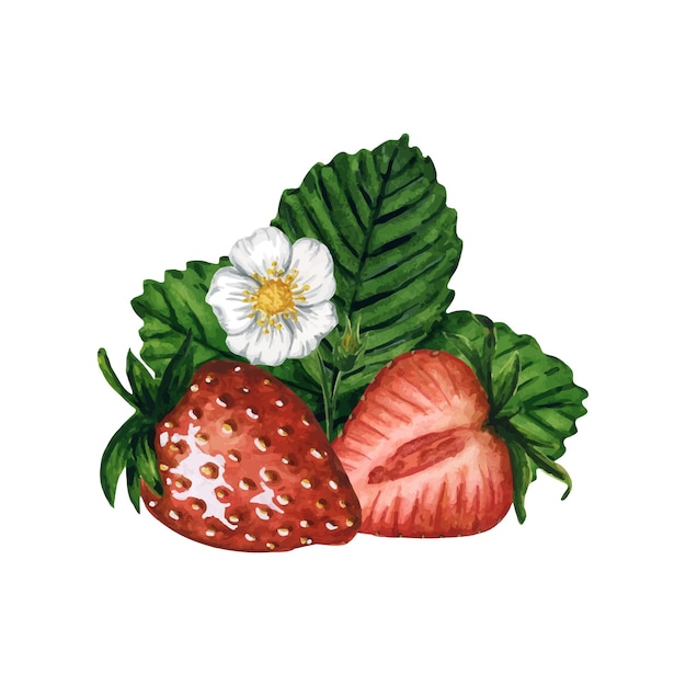 Vector ripe and juicy strawberries with green leaves hand drawn watercolor botanical illustration