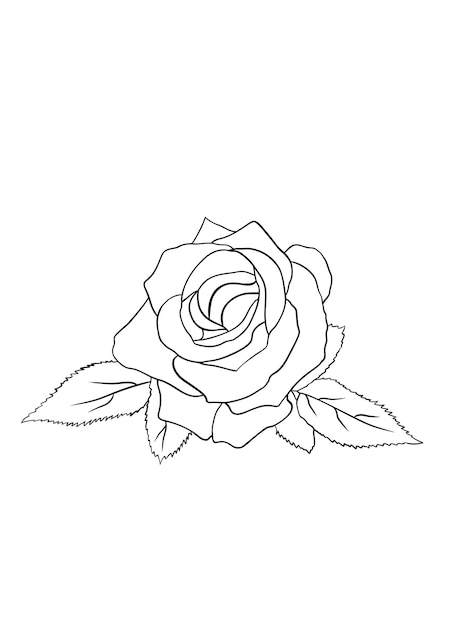 Vector Rose Flower Sketch