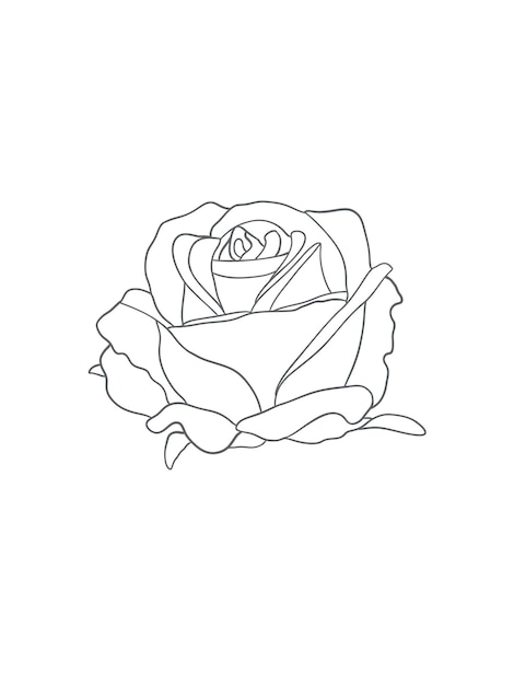 Vector Rose Flower Sketch