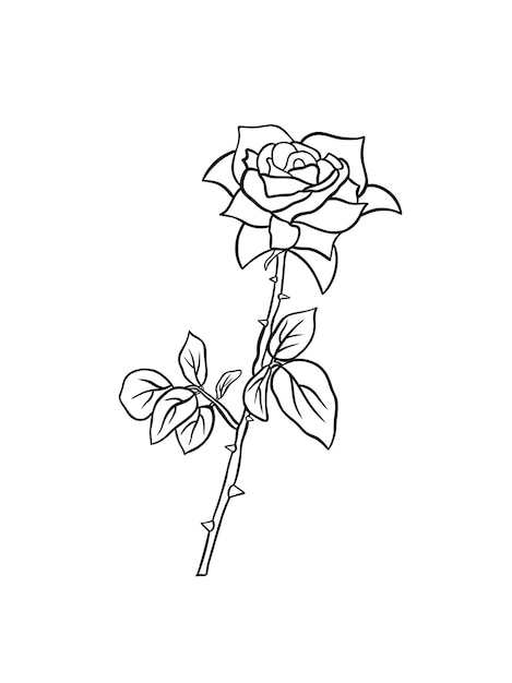 Vector Rose Flower Sketch