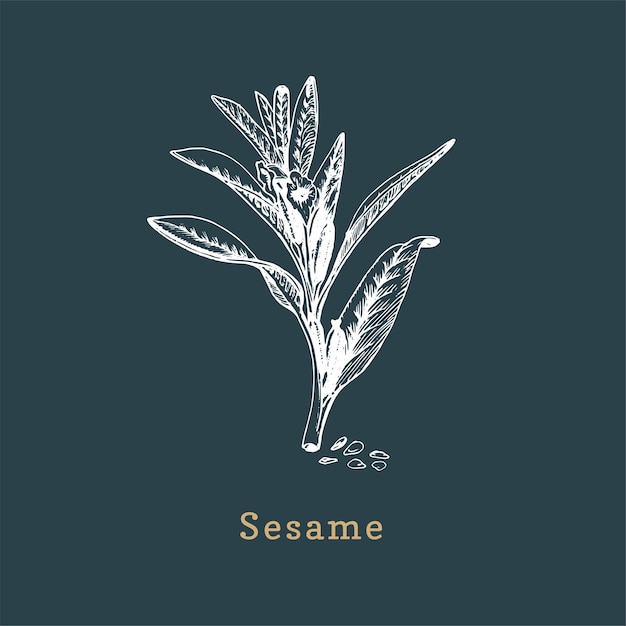 Vector Sesame sketch Drawn spice herb in engraving style Botanical illustration of organic eco plant Used for farm sticker shop label etc