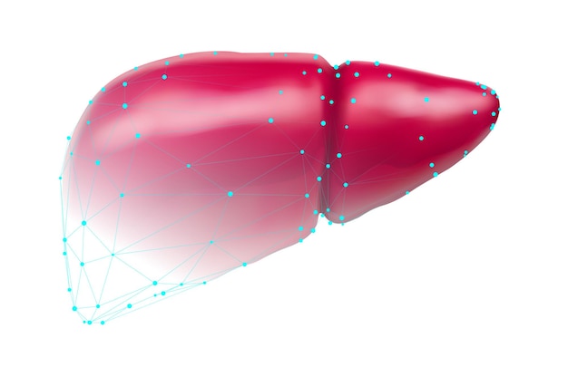 Vector set of 3d images of human liver