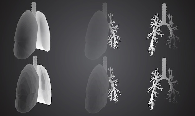 Vector set 3D lungs and bronchus Isolated on white background Element for medical design