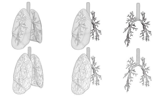 Vector set 3D lungs and bronchus Isolated on white background Element for medical design