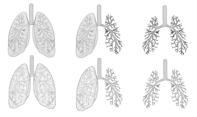 Vector set 3D lungs and bronchus Isolated on white background Element for medical design