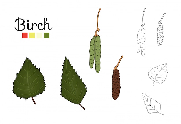 Vector set of birch tree elements isolated . Botanical illustration of birch leaf, brunch, flowers, fruits, ament. Black and white clip art.