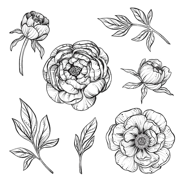 Vector set of black and white peony flowers isolated on white background