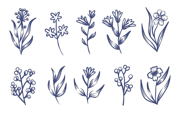 vector set of botanical leaf doodle wildflower line art illustration