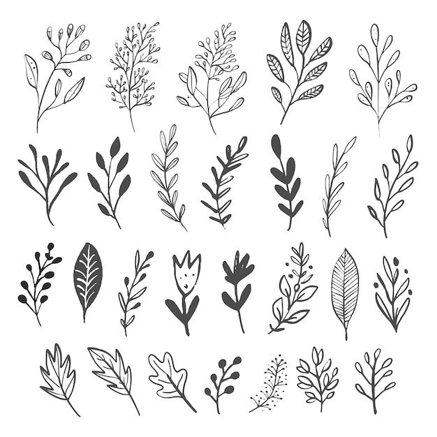 Vector set of branches and leaves.