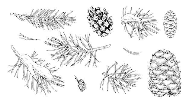 Vector vector set of christmas plants on white background a hand drawn collection of coniferous branches