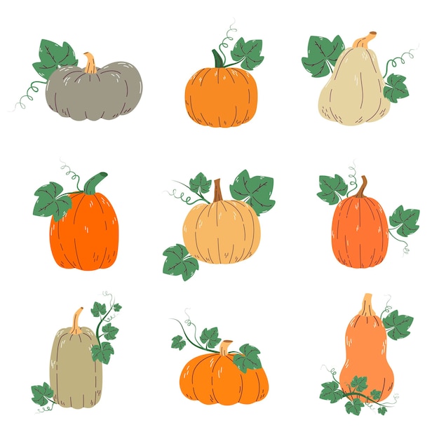 Vector set of colorful pumpkins with leaves isolated on a white background