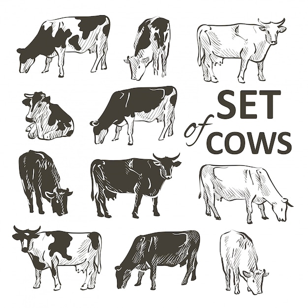 Vector set of cows