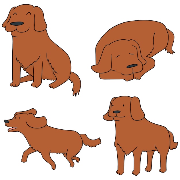 vector set of dog, golden retriever