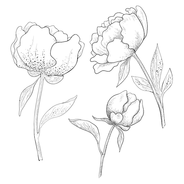 Vector set of drawn peonies