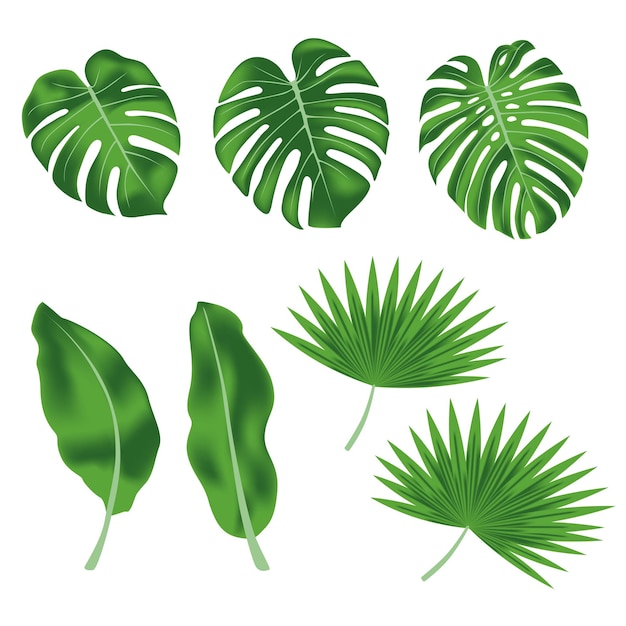 Vector set of exotic tropical leaves banana leaves monstera leaves palm leaves