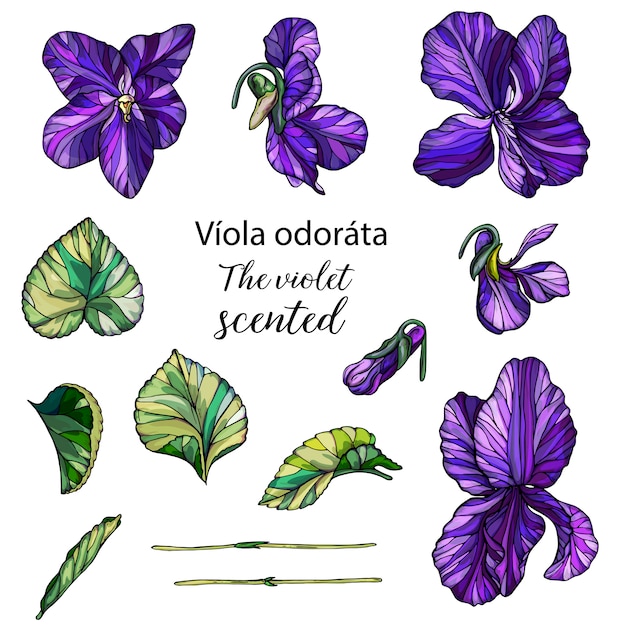 Vector set of floral violets