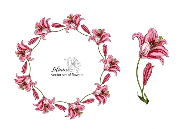 Vector set of flowers and Lily buds.