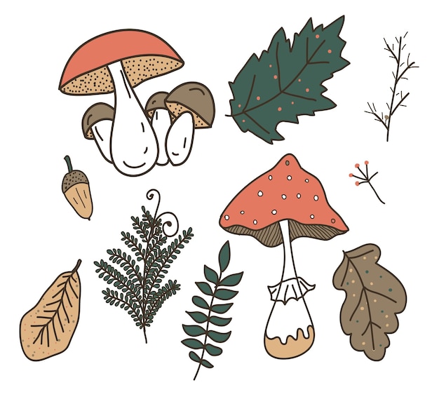 Vector set of forest fungus Amanita porcini mushroom fern autumn leaves acorns