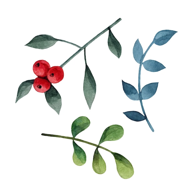 Vector set of green branches with leaves and a branch with leaves and red berries isolated