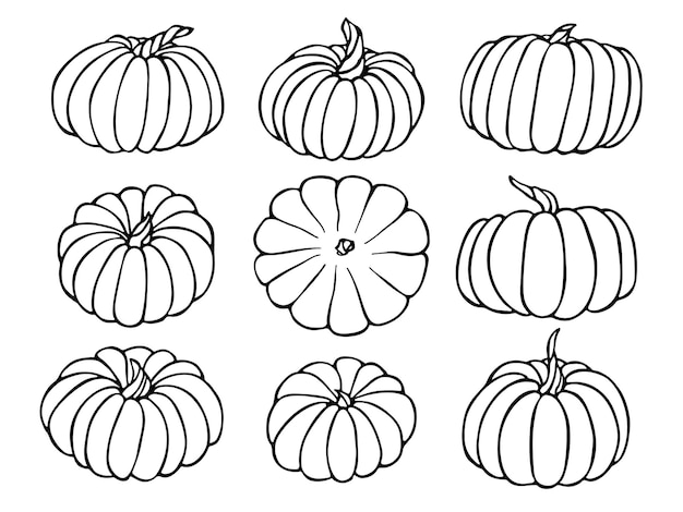 Vector set of hand drawn pumpkin illustration Vegetable harvest clipart Farm market product