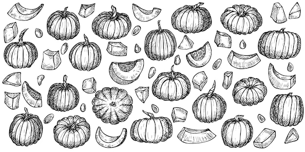 Vector set of hand drawn pumpkin illustration Vegetable harvest clipart Farm market product