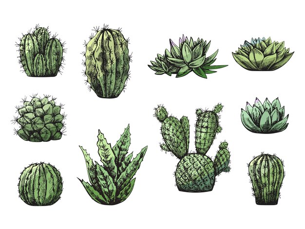 Vector set of hand drawn sketch of green cacti and succulent plants isolated on white background