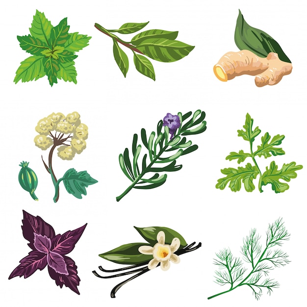 Vector set of herbal and spices.