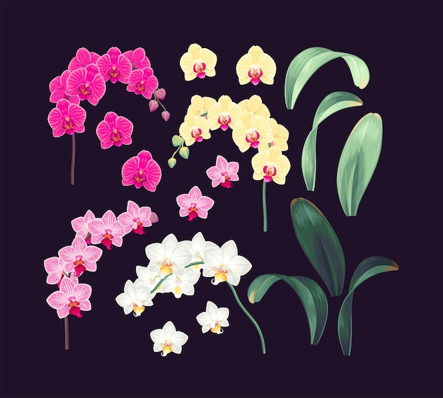 Vector set of high detailed orchid branches