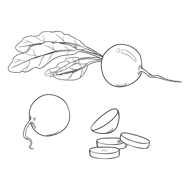 Vector Set of Penciling Sketch Radish Illustrations