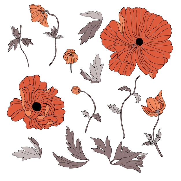 Vector set of poppy flowers with leaves Botanical illustration