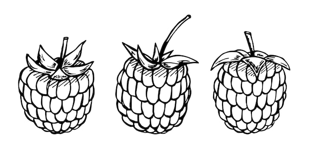 Vector set of raspberry or blackberry clipart Hand drawn berry icon Fruit illustration