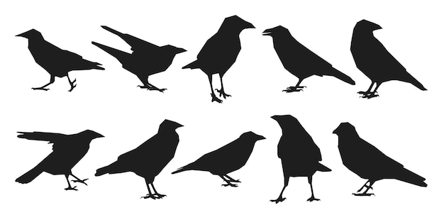 Vector set raven crow corvus standing different pack of bird silhouettes hand draw isolated vector