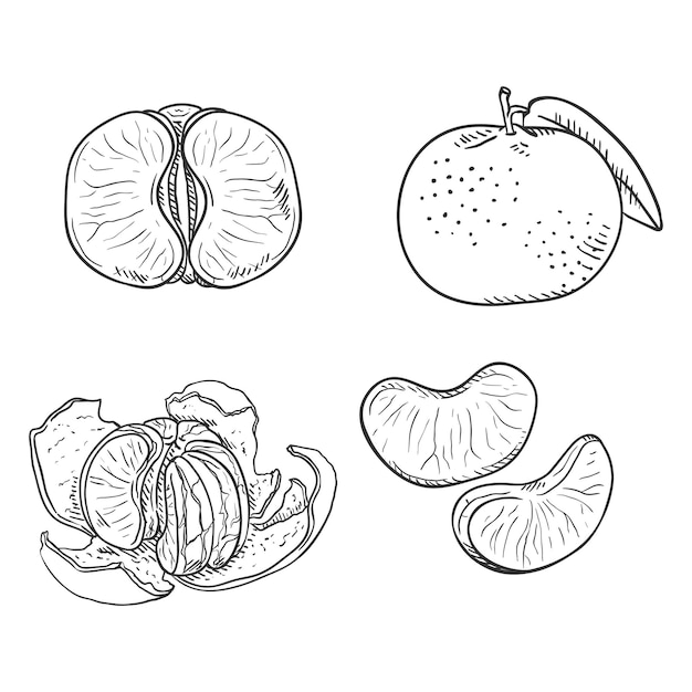 Vector Set of Sketch Tangerines Whole Peeled and Sliced