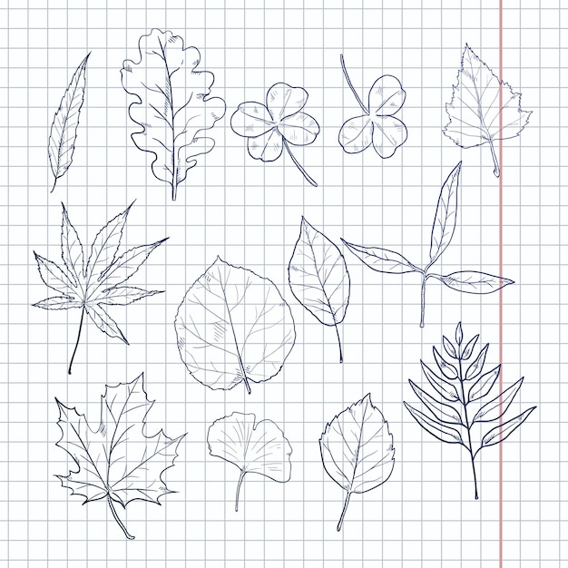 Vector Set of Sketch Tree Leaves Leaf Types Collection