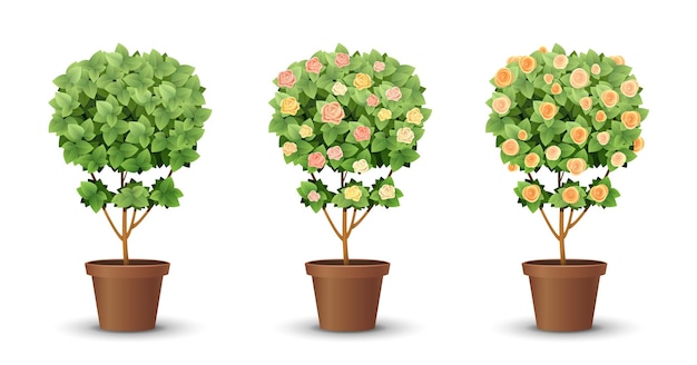 Vector set trees with blooming roses isolated on white background