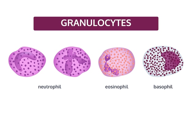 Vector set of white blood cells Granulocytes Basophil eosinophil and neutrophil Medical concept