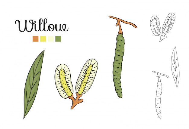 Vector set of willow tree elements isolated . Botanical illustration of willow leaf, brunch, flowers, fruits, ament. Black and white clip art.