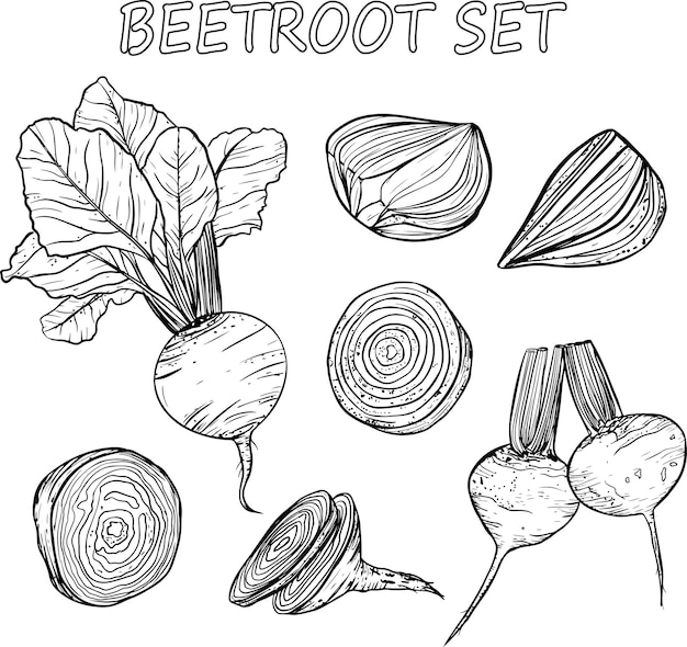 Vector set with the image of beetroot fruits in whole and in section in black