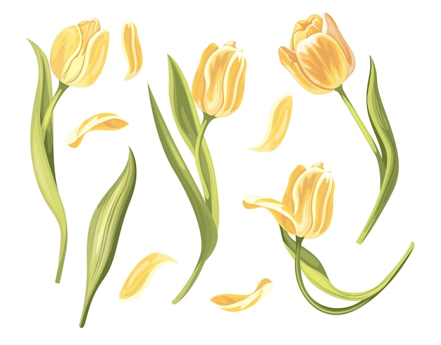 Vector set of yellow tulips Flower elements on a white background