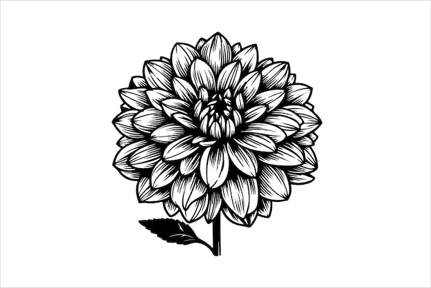 Vector silhouette of a Dahlia flower