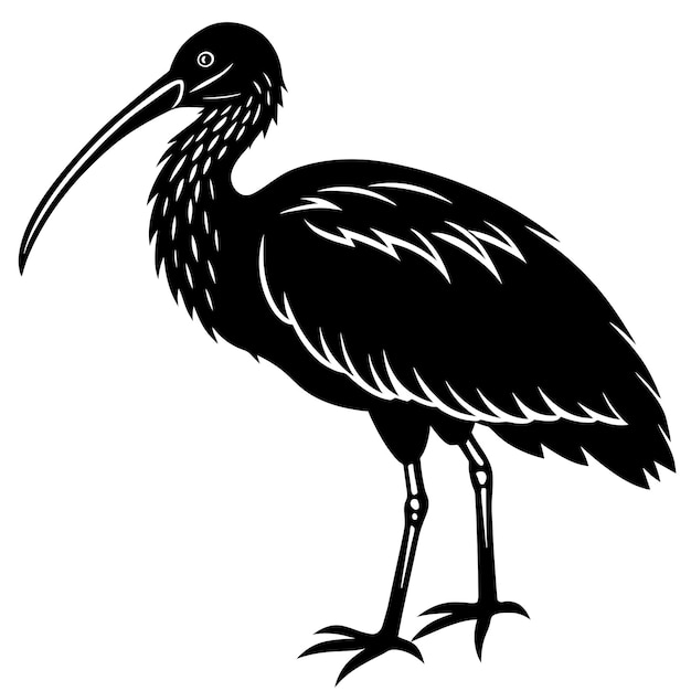 Vector of a silhouette of a ibis on a white background