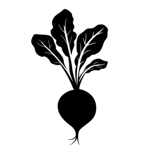 vector silhouette of a Radish