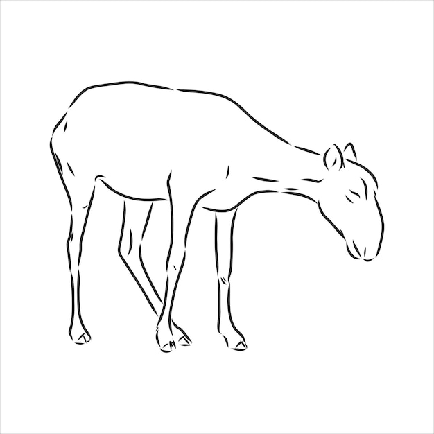 Vector silhouette saiga on white background saiga animal vector