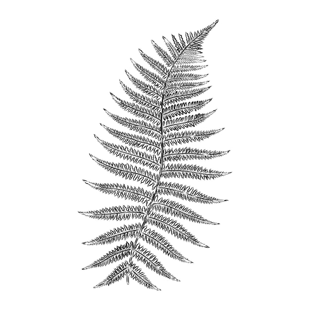 Vector silhouette sheet fern on white background fern vector sketch