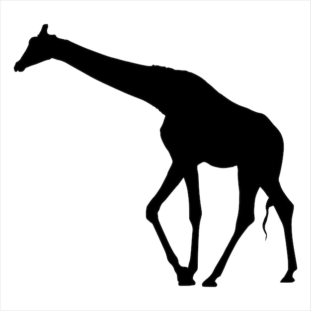 Vector silhouettes of giraffes Giraffe silhouette is isolated on white background